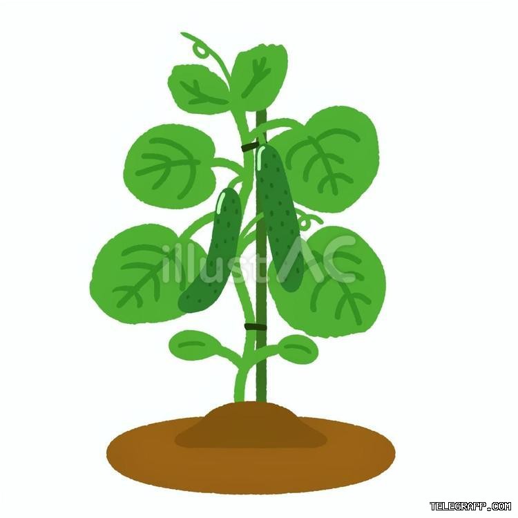 Telegram注册时是否需要验证邮箱? 段落插图 1