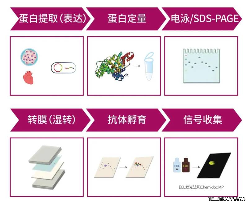 Telegram聊天如何分享位置？